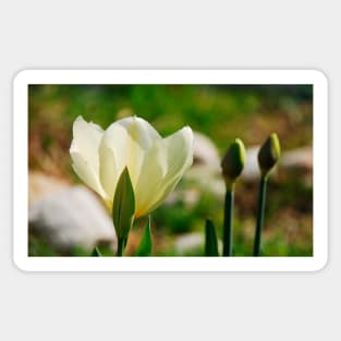 Yellow Tulips and Buds Sticker